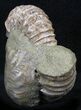 Pavlovia Ammonite With Fossil Oyster - Russia #29731-1